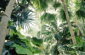 Interior view of Palm House
