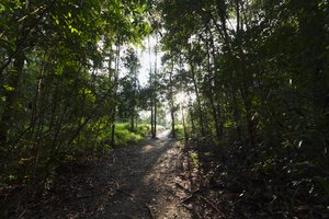 Path in the jungle by Camp Leaky, Tanjung Puting National Park, Central Kalimantan, Borneo, Indonesia by Unbekannt Unbekannt