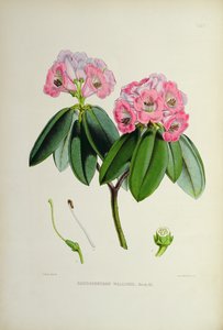 Rhododendron: Wallichii, from The Rhododendrons of Sikkim-Himalaya by J.D. Hooker 1849-51