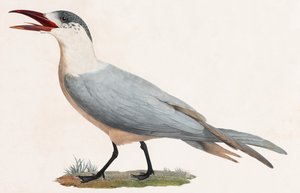 Bird (color illustration)