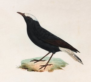 Black Bird with White Tail (color illustration)