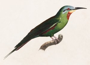 A Colour Illustration of a Green Bird