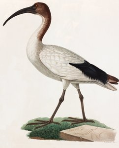 Long Beaked Bird (color illustration)