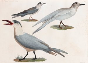 A Full Page Series of Color Illustrations of Birds by Unbekannt