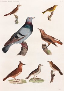 A Full Page Series of Color Illustrations of Birds