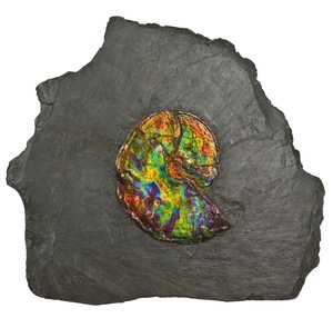 A large iridescent ammonite, from Canada
