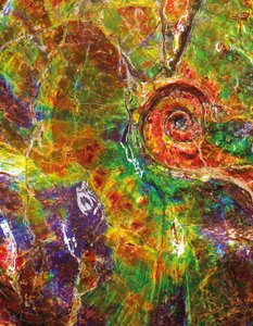 A large iridescent ammonite from Canada