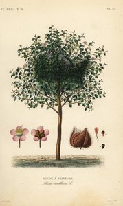 Achiote or lipstick tree