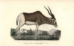 Addax or screwhorn antelope, Addax nasomaculatus. Critically endangered