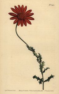 African daisy or Clammy arctotis