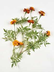 African marigold on white background