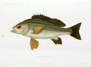 African Striped Grunt, Algeria