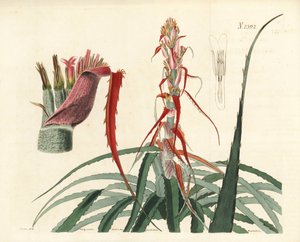 Aguava, Bromelia Alsodes (Narrow Leaved Pineapple)