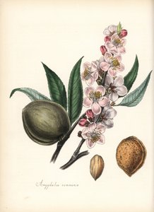 Almond - Common almond, Prunus amygdalus, with blossom, leaf, fruit and seed (nut). Handcoloured zincograph by Chabots drawn by Miss M. A. Burnett from her "Plantae Utiliores: or Illustrations of Useful Plants," Whittaker, London