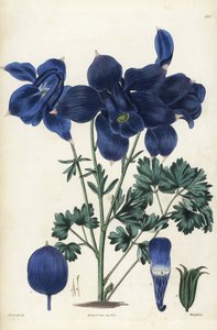 Alpine Columbine