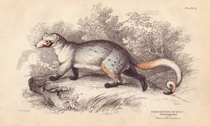American Paradoxide, Paradoxurus dubius. From a Specimen in Philadelphia Museum
