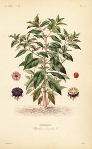 American pokeweed, Phytolacca americana