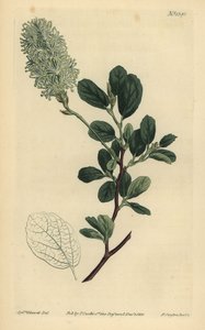 American Wych Hazel, Fothergilla Gardenii