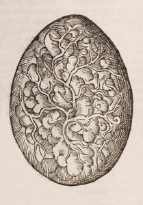 An egg