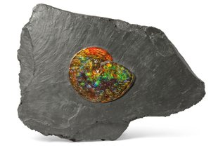 An Iridescent Ammonite, from Canada
