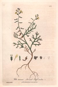 Annual Vella (Vella annua)