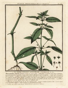 Annual mercury, Mercurialis annua