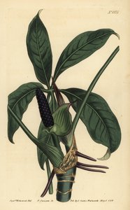 Five-Leaved Pothos