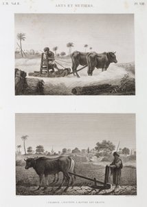 Arable Farming, Ploughing Threshing Machine and Plough, Egypt, circa 1798 by Unbekannt