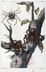 Bird-Eating Spider and Tarantula from Surinam
