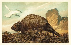 Archaeopteryx lithographica and Panochthus tuberculatus (lithograph) by Unbekannter Künstler