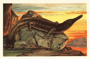 Archegosaurus decheni Basking on a Rock (lithograph)