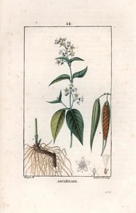 Swallow-wort, Vincetoxicum Hirundinaria by Unbekannter Künstler