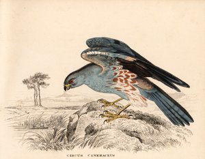 Ash-coloured harrier, Circus cineraceus. Handcoloured steel engraving from Georg Friedrich Treitschke