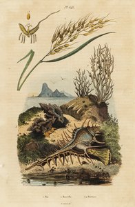 Asian Rice, Venus Comb Murex and Hexaplex Angularis by Unbekannter Künstler