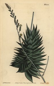 Astroloba spiralis (Pentagonal aloe)