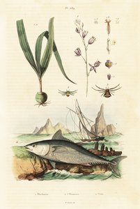 Atlantic Bluefin Tuna and Belitia Orchid