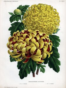 Autumn chrysanthemum hybrids: M. C. Orchard has large yellow flower and crimson and M. H.Cannell has large yellow flower by Unbekannter Künstler
