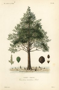 Bald cypress or swamp cypress tree