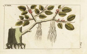 Banyan fig tree with aerial roots, Ficus benghalensis by Unbekannter Künstler