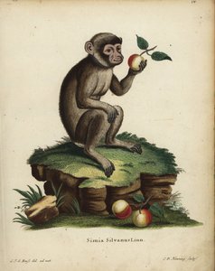 Barbary ape or macaque by Unbekannter Künstler