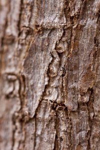 Bark II