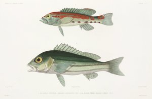 Barred Serrano Seabass and Blue and Gold Snapper by Unbekannter Künstler