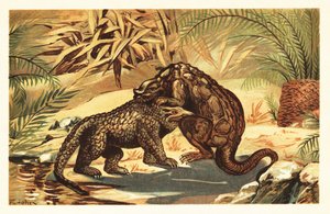Battle Between a Megalosaurus and Iguanodon