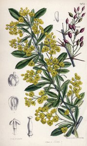 Berberis lycium, barberry shrub with yellow flowers from the western Himalayas. Drawing by Matilda Smith, Lithography by E. Bates in Curtis Botanical Magazine