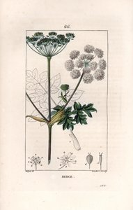 Berce ou charavie - Engraving by Lambert fils, after a drawing by Pierre Jean Francois Turpin (1775-1840), from La flore medicale, de Chaumeton, Poiret et Chamberet, Paris 1830 - Common hogweed or cow parsnip, Heracleum sphondylium
