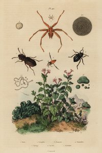 Big-eyed beetle, Notiophilus biguttatus, backswimmer, Nononecta species, nummulite fossil, darkling beetle, Nyctelia species, bat fly, Nycteribia species