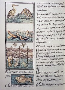 Bird hunting of the lake, page from the Florentine Codex, bilingual version in Spanish and Nahuatl, General History of the Things of New Spain, by the Spanish missionary Fray Bernardino de Sahagun (1499-1590) by Benjamin Baud