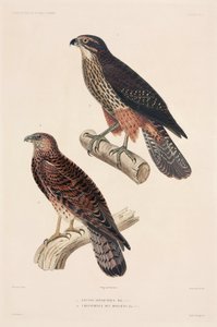 Birds of Prey