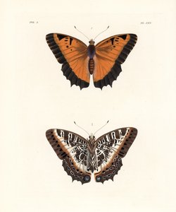 Black-bordered charaxes, upper side and under side