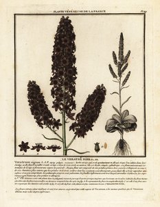 Black False Hellebore, Veratrum nigrum